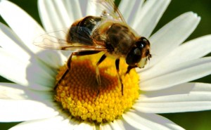 abeja-y-flor